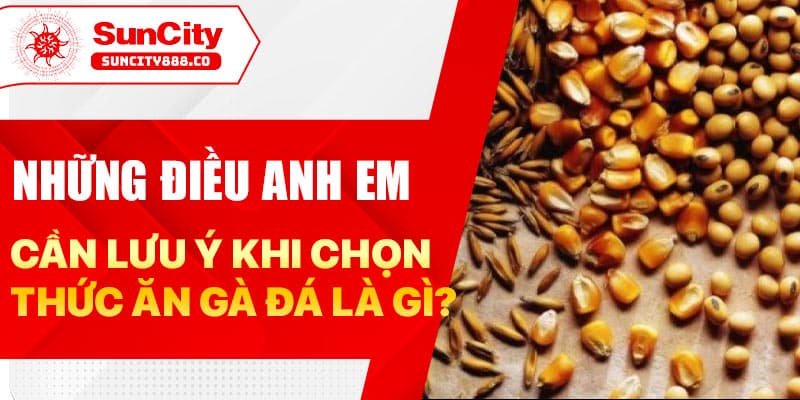 Những điều anh em cần lưu ý khi chọn thức ăn gà đá là gì?